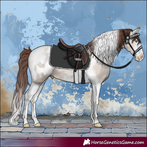 Horse Color:Classic Champagne Dun Mushroom Sabino Splash Tobiano Appaloosa