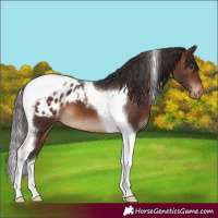 Horse Color:Brown Tobiano Appaloosa