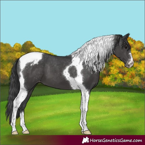 Horse Color:Black Tobiano Appaloosa 