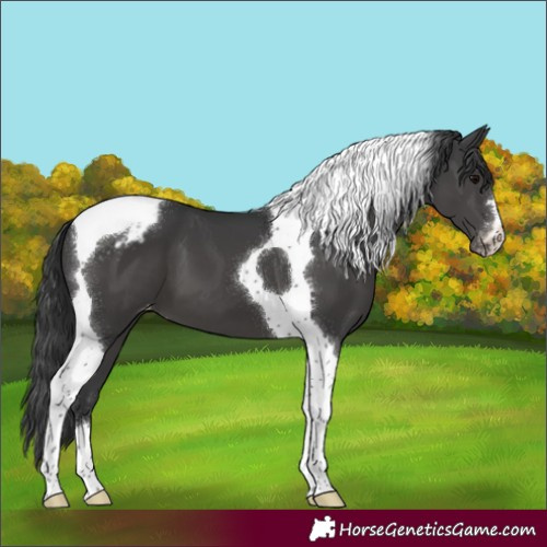 Horse Color:Black Tobiano Appaloosa 