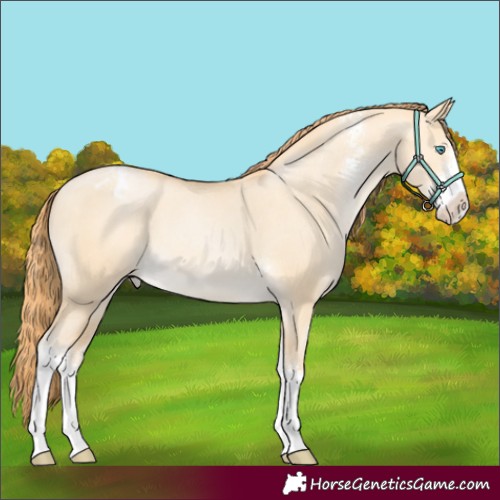 Horse Color:Buckskin Pearl Dun Sabino Appaloosa 
