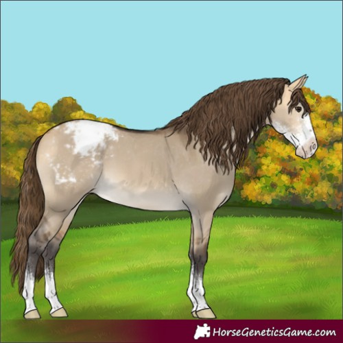 Horse Color:Buckskin Dun Sabino Appaloosa 