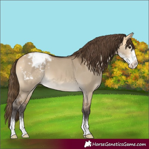 Horse Color:Buckskin Dun Sabino Appaloosa 