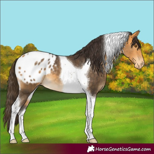 Horse Color:Buckskin Tobiano Appaloosa