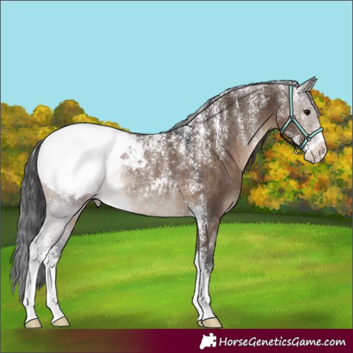 Horse Color:Powder White Brown Dun Sabino Appaloosa Rabicano 