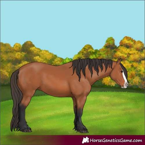 Horse Color:Bay Splash 