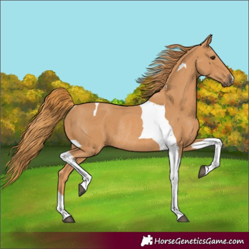 Horse Color:Chestnut Tobiano Rabicano 