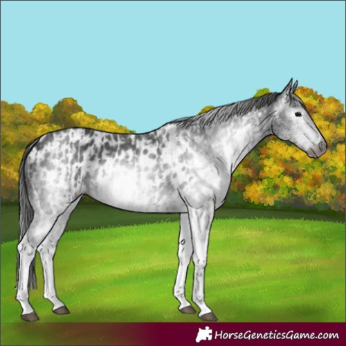 Horse Color:Gray White Spotted Black and Gray White Spotted Black Appaloosa