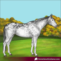 Horse Color:Gray White Spotted Black  and Gray White Spotted Black Appaloosa 