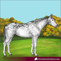 Horse Color:Gray White Spotted Black and Gray White Spotted Black Appaloosa