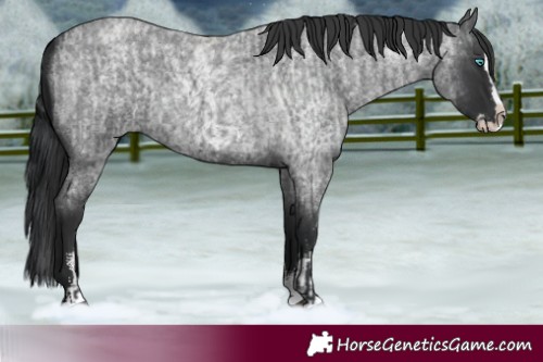 Horse Color:Blue Roan Sabino Splash and Blue Roan Sabino Splash
