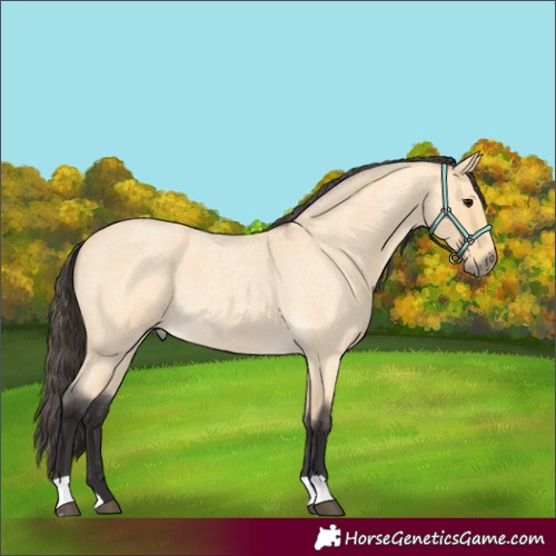Horse Color:Buckskin Roan 