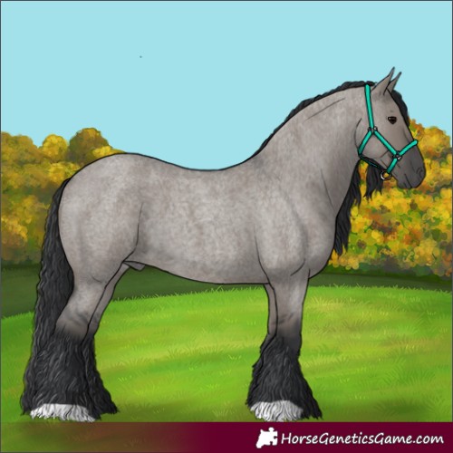 Horse Color:Grullo Roan