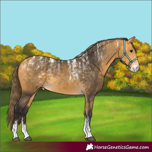Horse Color:Powder White Buckskin Skewed Appaloosa