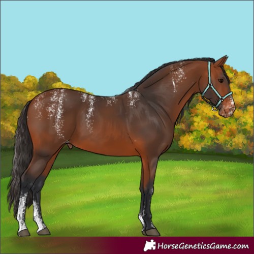 Horse Color:Powder White Bay Skewed Appaloosa 