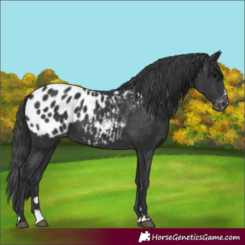 Horse Color:Black Appaloosa 