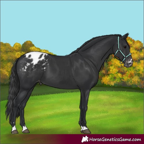 Horse Color:Black Appaloosa 