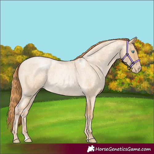 Horse Color:Buckskin Roan Pearl