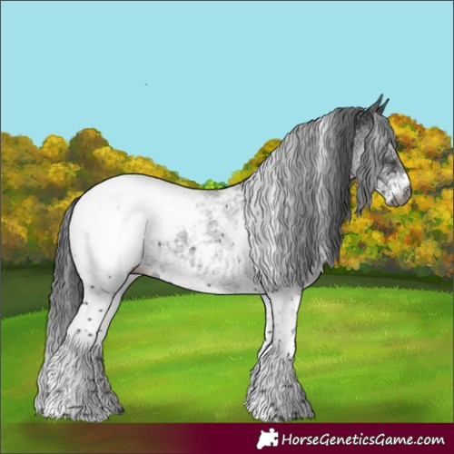 Horse Color:Gray White Spotted Black Appaloosa 