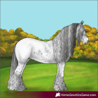 Horse Color:Gray White Spotted Black Appaloosa 