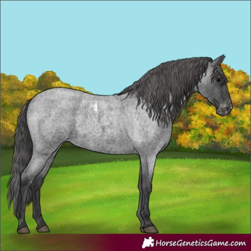 Horse Color:Blue Roan Skewed LP Spotted Rabicano 
