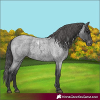 Horse Color:Blue Roan Skewed LP Spotted Rabicano 
