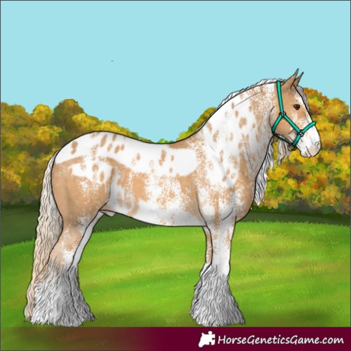 Horse Color:Powder White White Spotted Palomino Skewed Appaloosa