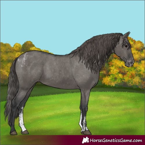 Horse Color:Powder White Grullo Skewed Appaloosa 