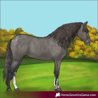 Horse Color:Powder White Grullo Skewed LP Spotted 
