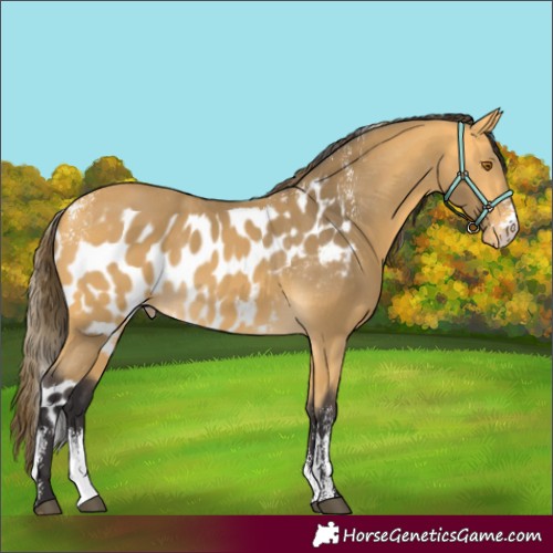 Horse Color:Powder White Buckskin Sabino Skewed Appaloosa 
