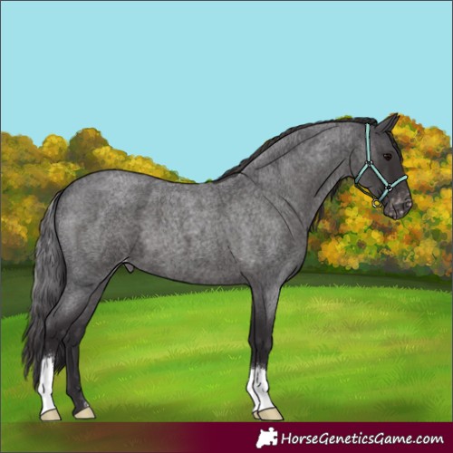 Horse Color:Smoky Blue Roan Skewed Appaloosa