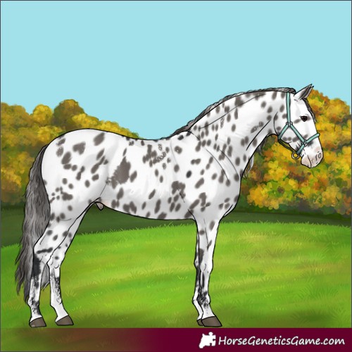 Horse Color:Powder White Grullo Splash Skewed Appaloosa