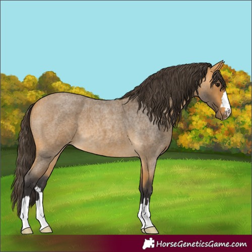Horse Color:Buckskin Roan 