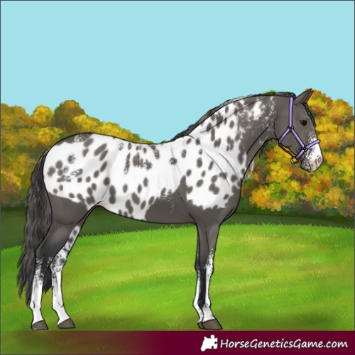 Horse Color:Powder White Grullo Skewed Appaloosa 