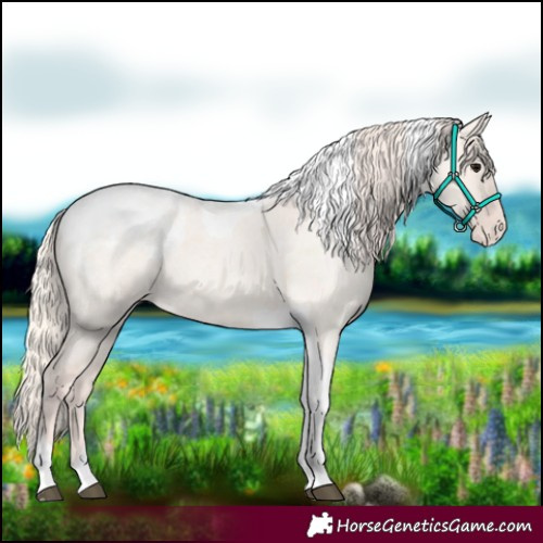 Horse Color:Silver Grullo Roan Tobiano Blanket