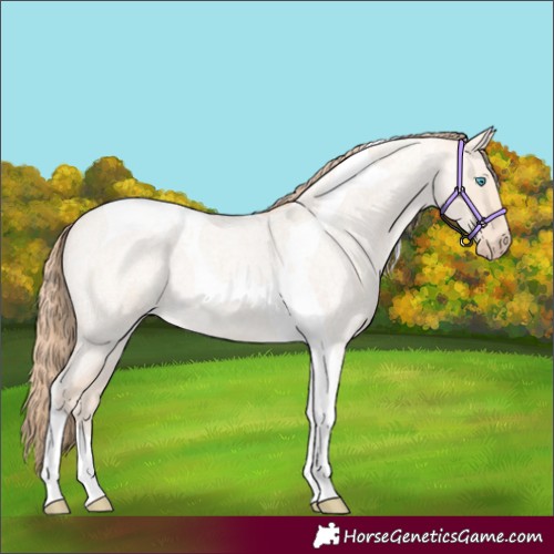 Horse Color:Perlino Roan Dun Tobiano 