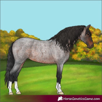 Horse Color:Brown Roan 