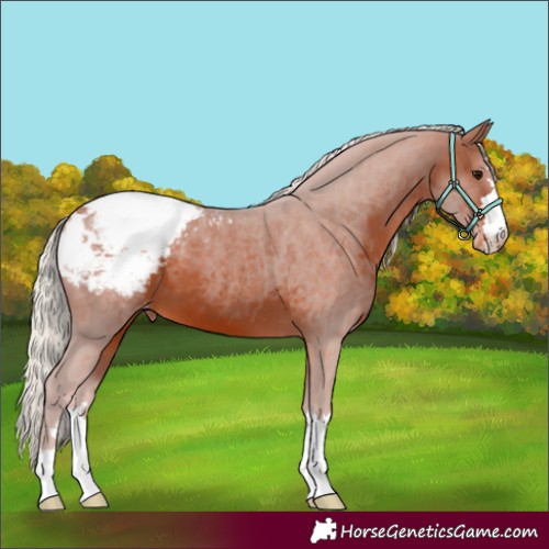 Horse Color:Silver Brown Appaloosa