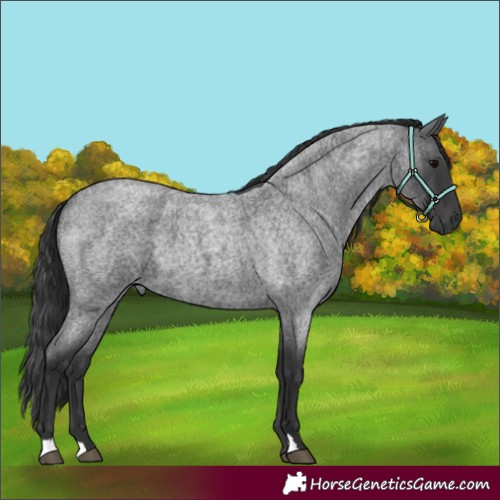 Horse Color:Blue Roan 