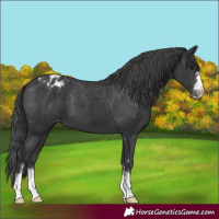 Horse Color:Black Appaloosa