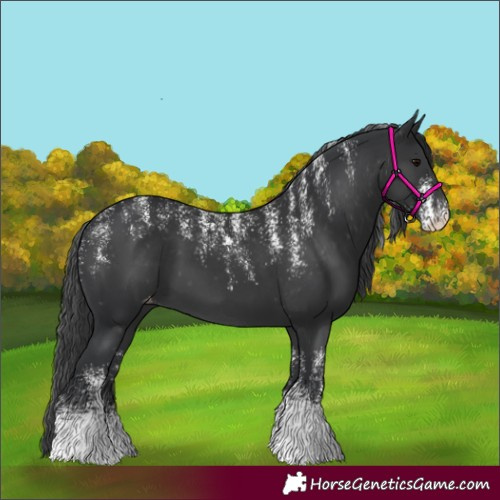 Horse Color:Powder White Black Skewed Appaloosa 