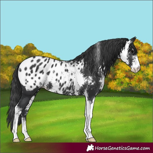 Horse Color:Black Sabino Appaloosa 