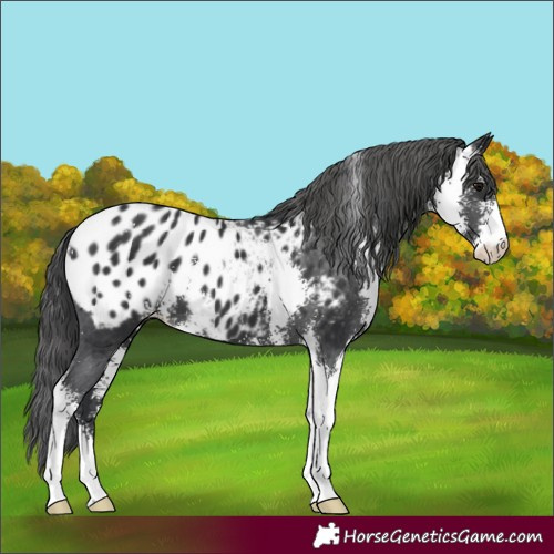 Horse Color:Black Sabino Appaloosa