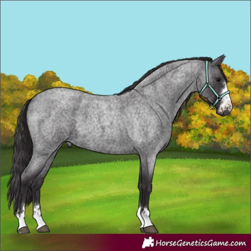Horse Color:Smoky Blue Roan 