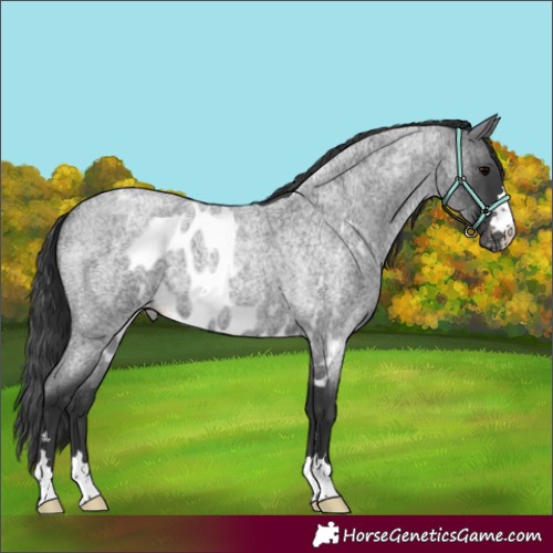 Horse Color:Blue Roan Skewed Appaloosa 