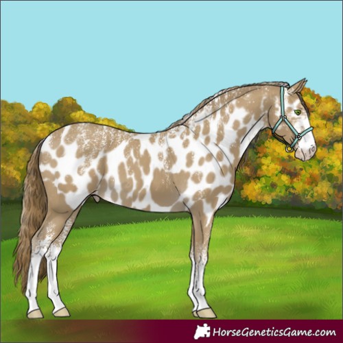Horse Color:Powder White Classic Cream Champagne Skewed Appaloosa 