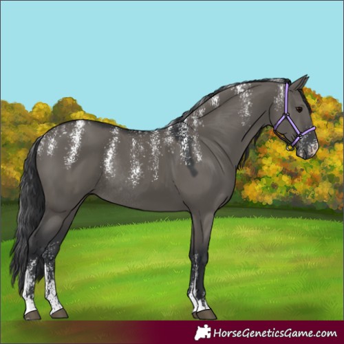 Horse Color:Powder White Grullo Rabicano 