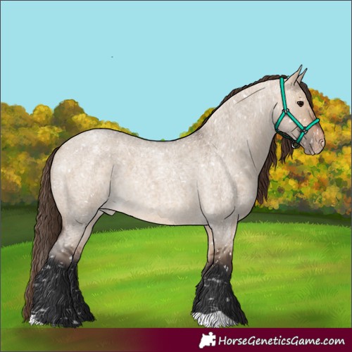 Horse Color:Bay Roan Dun Appaloosa