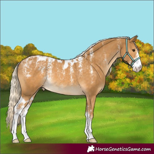 Horse Color:Powder White Palomino Sabino Skewed Appaloosa Rabicano
