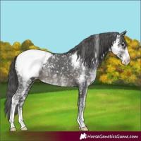 Horse Color:Black Sabino Appaloosa Rabicano 